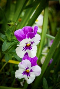 三色堇绽放的美丽瞬间