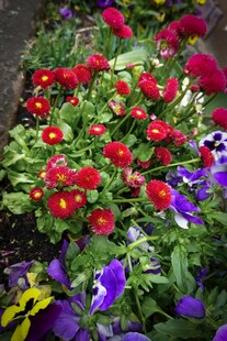 多彩花卉绽放生机