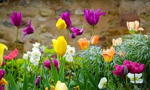 多彩郁金香绽放的美景