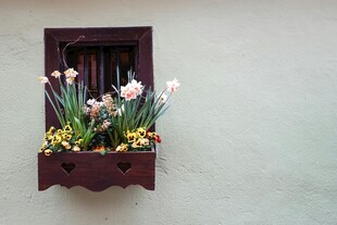 墙上花箱里的美丽花卉