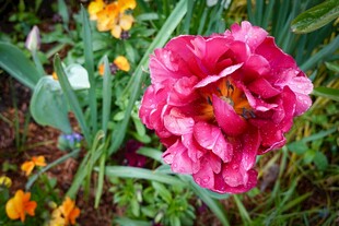 娇艳欲滴的粉色郁金香