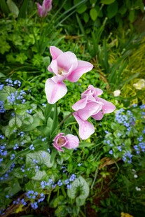 粉色花朵绽放于绿植间