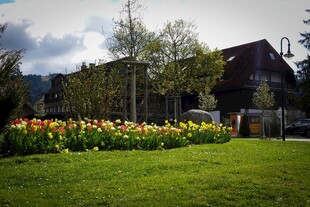 田园庭院中的多彩花卉景观