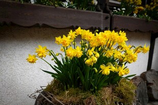 黄色水仙绽放于水边