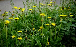 田野中的黄色蒲公英花丛