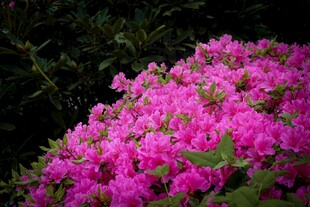 艳丽绽放的粉色杜鹃花