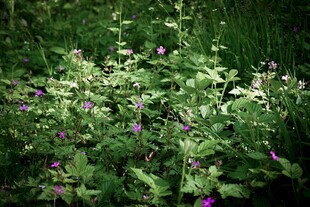 草丛中的紫色小花