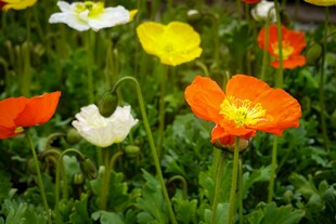 多 虞美人绽放绿意间