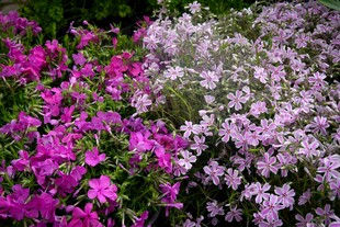 多彩花卉绽放美景