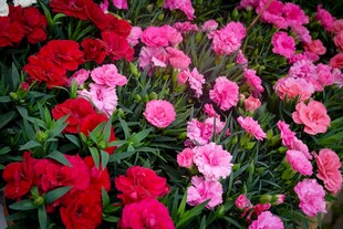 多彩石竹花绽放