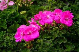 娇艳粉色天竺葵绽放