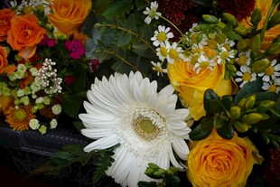 多彩花卉组合绽放