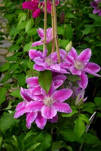 娇艳铁线莲绽放于绿叶间