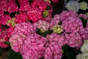 多彩绣球花绽放