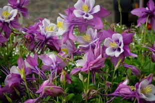 紫色耧斗菜花绽放