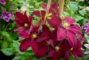 深红铁线莲绽放美丽