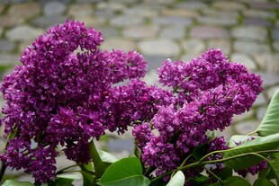 紫色丁香花特写