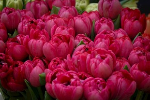 艳丽粉色郁金香花束