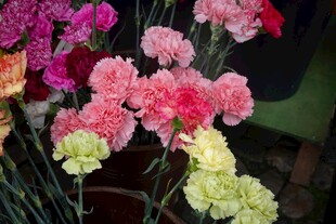 多彩康乃馨绽放