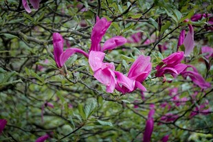 绽放的娇艳粉色花朵