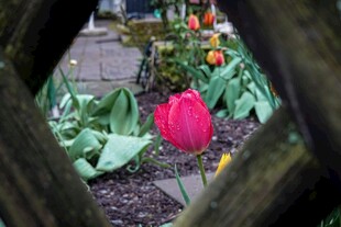 透过木框赏娇艳粉色郁金香