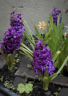 紫色风信子绽放的美丽