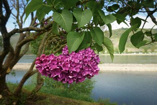 湖畔紫花绽于枝头