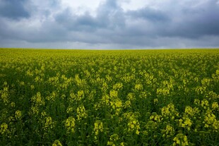 金黄油菜花海 云下美景
