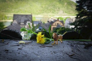 墓前鲜花寄哀思