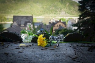 石上小花与透明摆件