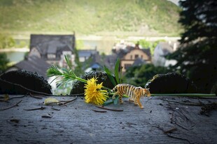 石上绽放的多彩鲜花