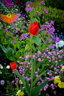 多彩花卉绽放的美丽景致