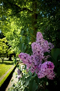 花园中的紫花绽放