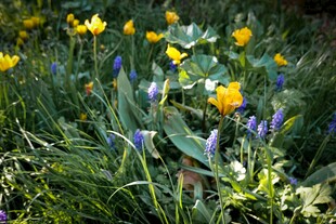 春日草地间的多彩花卉