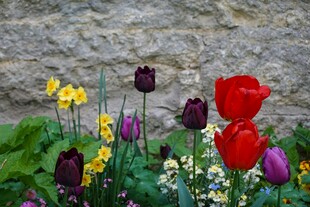 多彩花卉绽放于石墙前