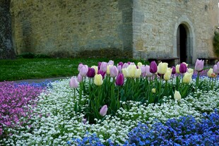 花园中的多彩郁金香景观