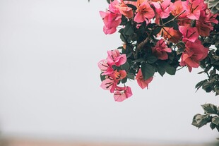 娇艳三角梅绽放枝头