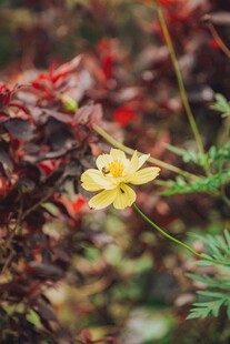 娇艳黄花绽于多彩植物间