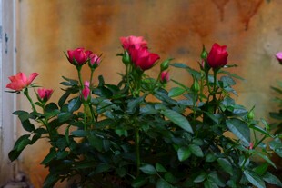 娇艳红玫瑰绽放于墙边