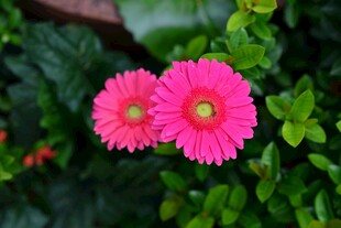 两朵娇艳粉色 洲菊