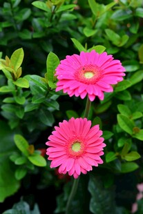 两朵娇艳 洲菊绽放绿叶间