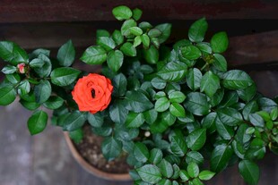 盆栽中娇艳的红色小花