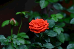 娇艳橙玫瑰绽放绿叶间