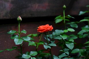 娇艳红玫瑰绽放绿叶间