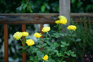 木栏旁绽放的黄色月季花