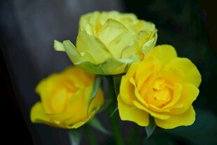 三朵黄玫瑰绽放