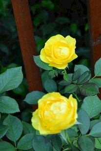 两朵娇艳黄玫瑰