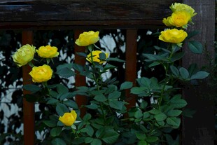 黄色蔷薇花绽放于木栏旁