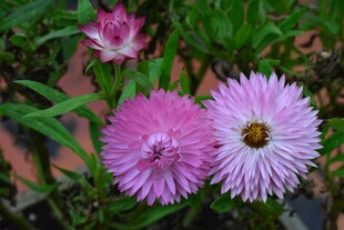 娇艳绽放的粉色花朵