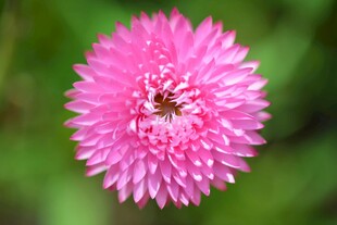 娇艳粉色雏菊特写